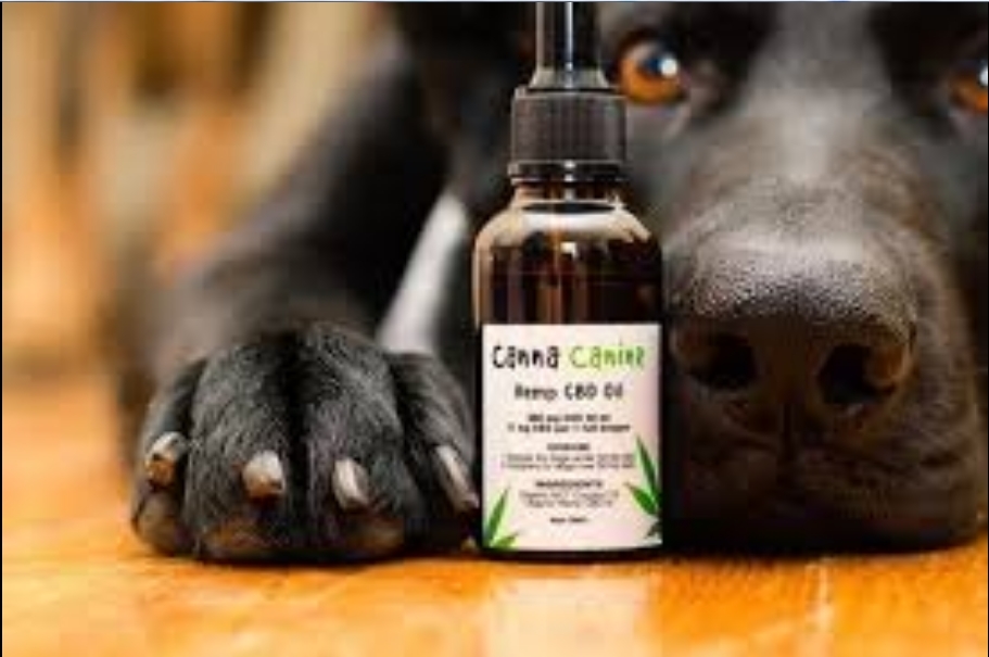 CBD-Öl für Haustiere