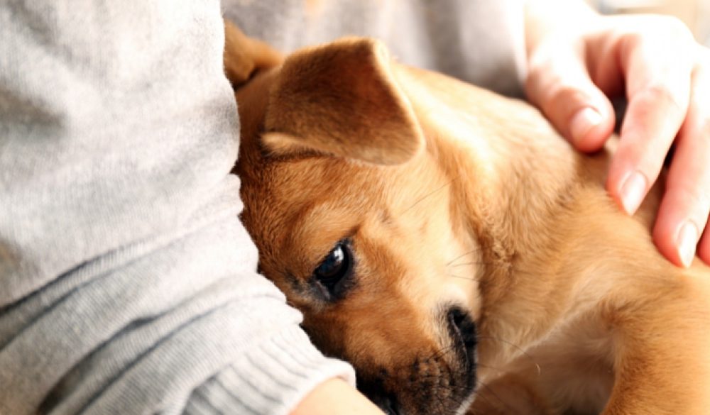 Herrchen stirbt nach Schmusen mit Hund an Infektion Medizin Heute